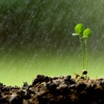 Twins young plant growing on the ground in the rain.