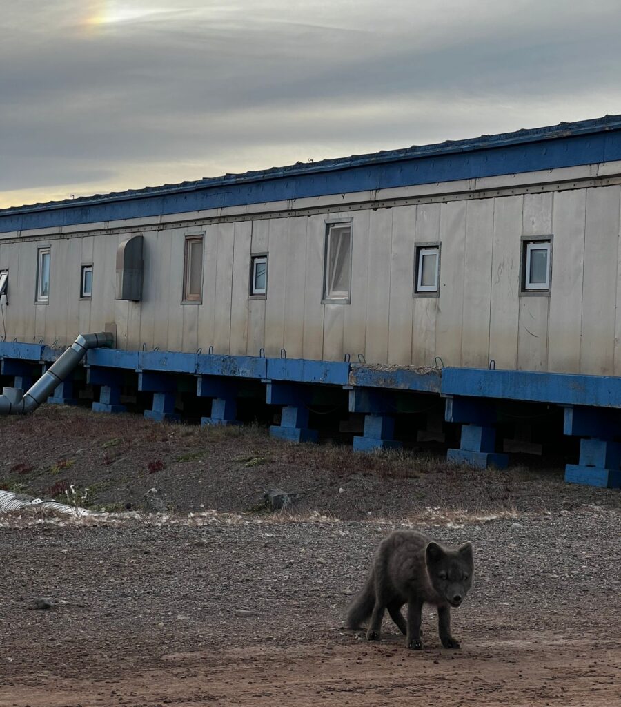 An Arctic Fox roams around Pituffik Space Base. The Arctic Fox's summer coat is grey-brown and short before growing into its fluffy white winter coat.