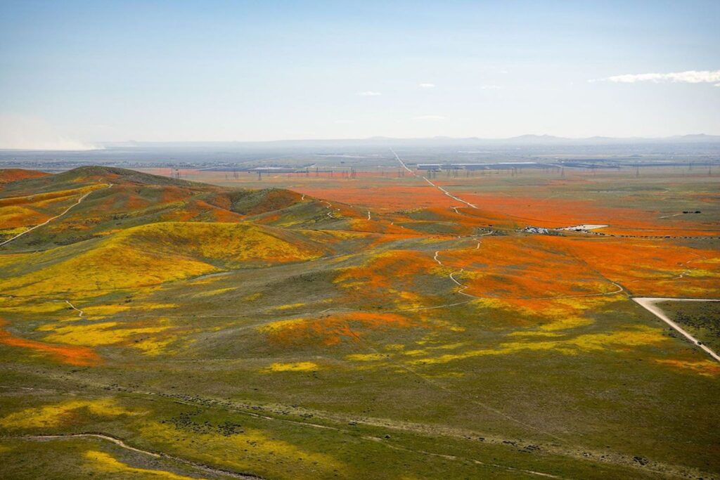 Yellow wildflowers and orange poppies carpet the desert following a wet winter for the Antelope Valley in California. NASA/Jim Ross