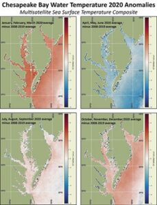 Satellite seasonal temperature difference maps indicate how the Chesapeake Bay ecosystem and its organisms may respond to the temperature changes. Here, the maps show warmer than average water temperatures from January through March 2020, cooler than average from April through June, near average July through September, and slightly warmer than average October through December. The long-term baseline is from the years 2008-2019.]