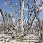 A barren, bleached mangrove tree is in the center of a mangrove ghost forest