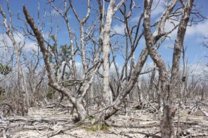 A barren, bleached mangrove tree is in the center of a mangrove ghost forest