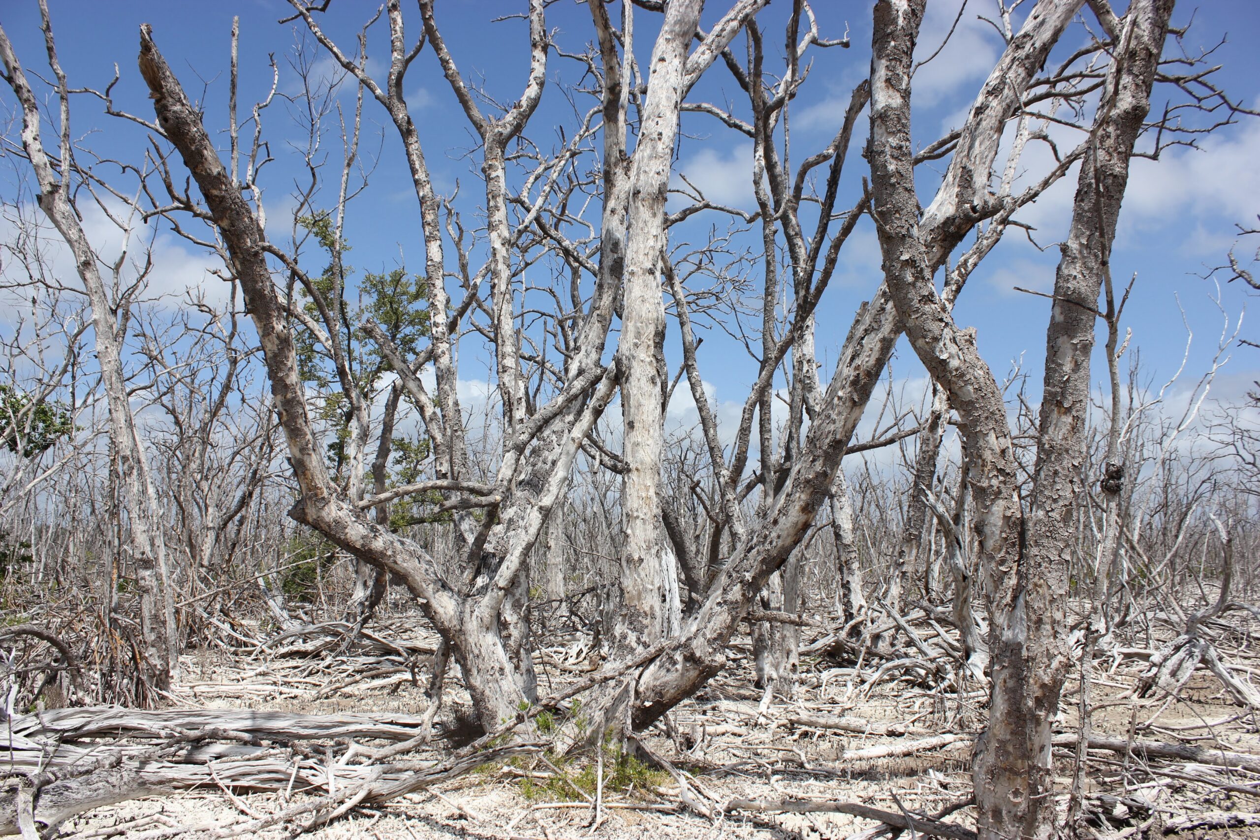 A barren, bleached mangrove tree is in the center of a mangrove ghost forest