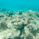 Underwater view of decaying coral reefs