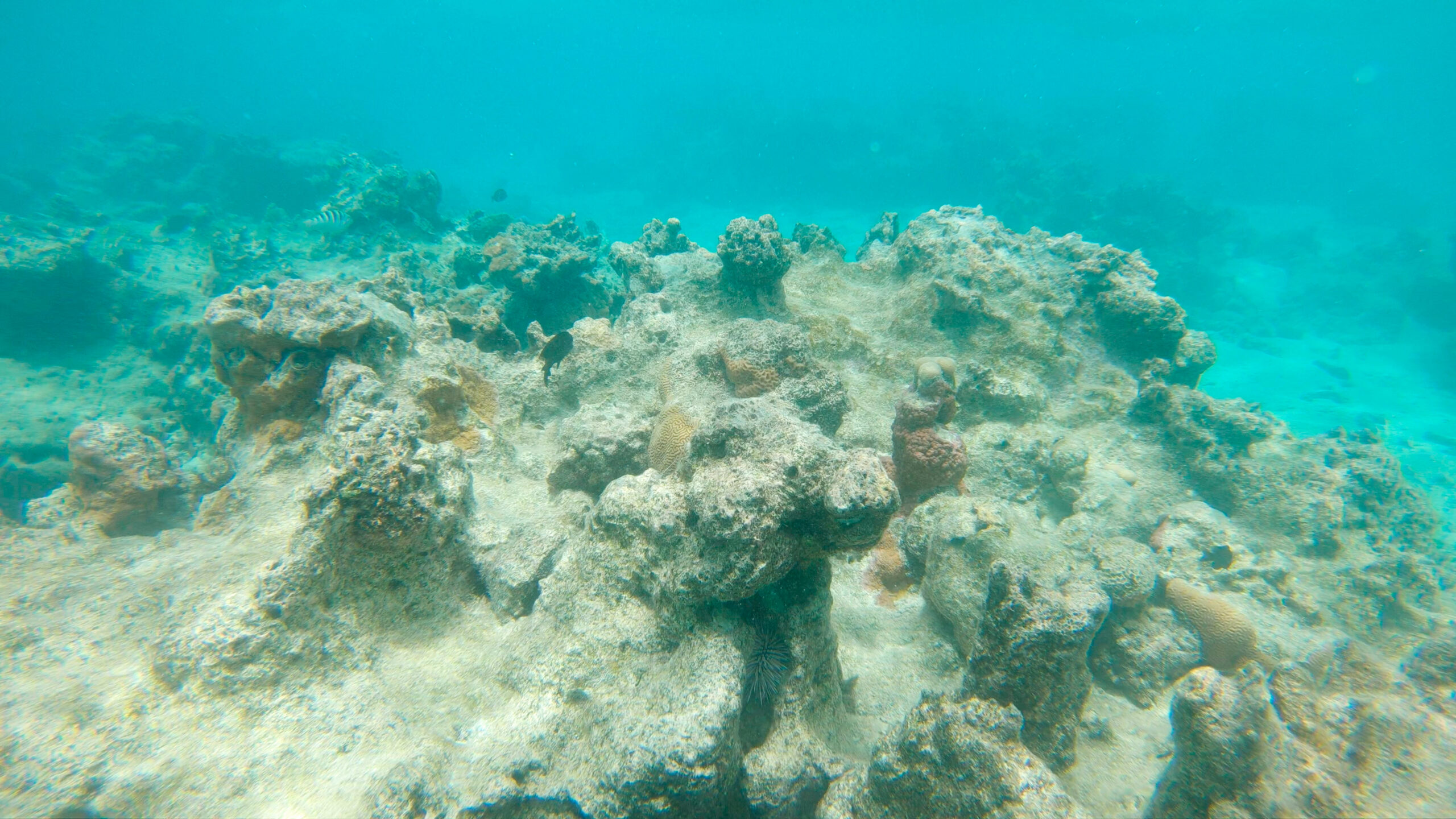 Underwater view of decaying coral reefs