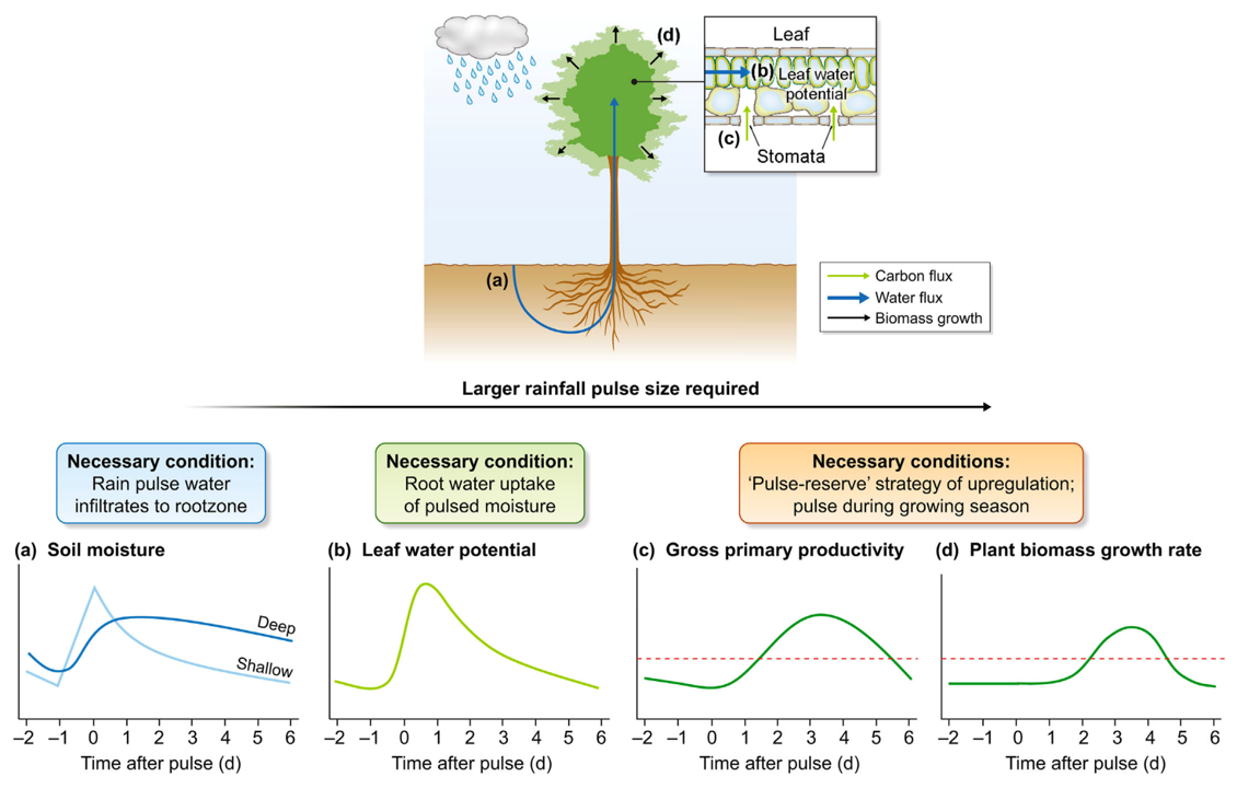 A figure illustrating the conditions necessary for plant growth, and how rainfall affects it.