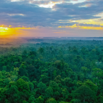 A sunrise over a forest