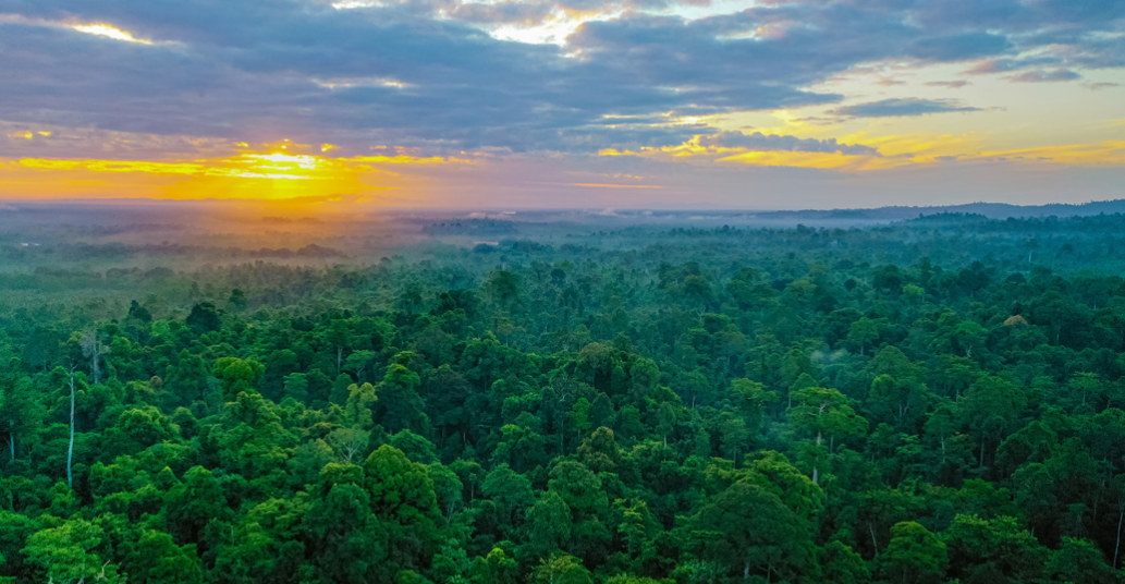 A sunrise over a forest