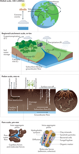 A graphic of soil hydrological processes